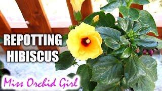 Repotting Hibiscus plants in community pots