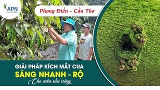 APN - GIẢI PHÁP KÍCH MẮT CUA SÁNG NHANH - RỘ | CHO VƯỜN SẦU RIÊNG