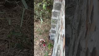 baby monkey finds banana