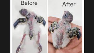 How to Help Birds With Splayed Legs/ Budgie Baby Treatment #budgies #treatment #birds