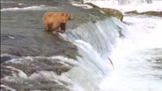 New John West Fisherman and Bear Fight