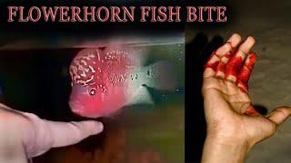 Flowerhorn fish Bite || Aggressive Fish ||  Red Dragon