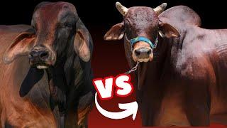 Brahman Versus Red Sindi