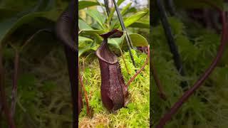 [Item Short] BE-3128 | N. muluensis x lowii #carnivorous #nepenthes