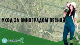 Уход за виноградом весной