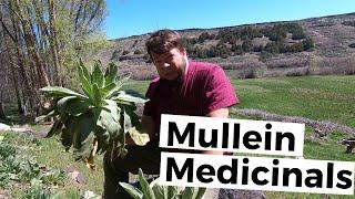 Mullein Herb is Great for Coughs! - Quick Herbal Recap with Doc Jones