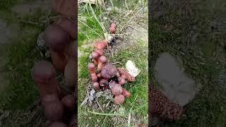 Mushroom n°: 18 #nature #garden #insects #mushroom