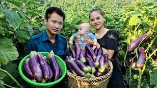 Harvesting eggplant gardens to bring to the market - Daily life - Quan Văn trường