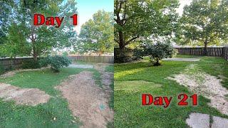 Back Yard Restoration Part 3 - Update: Grass Is Filling In