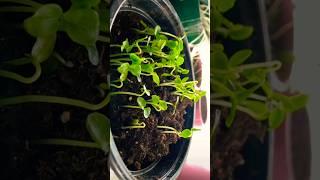 growing papaya plants #growfoodathome #growfoodnotlawns #greenhouse