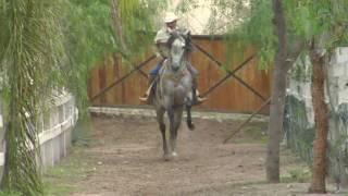 Vicente Fernandez - Mi Amigo El Tordillo- www.DavidySusCaballos.com - El Cascabel