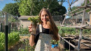 Planting Sweet Potato Slips That I Grew From Store Bought Potatoes! Late Spring Evening Gardening!