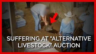 Severe Stress and Suffering at the Shelby Alternative Livestock Auction