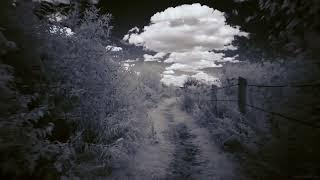 A Walk through the Woods in Infrared (950nm IR filter on a full spectrum camera)