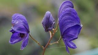 Лекарственные растения Аконит джунгарский (лат. Aconitum soongaricum)