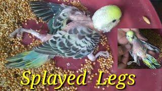 Splayed legs Parakeet. How to fix