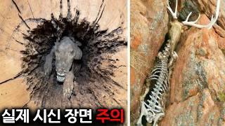 동물들의 시체가 그대로 있는 구덩이들