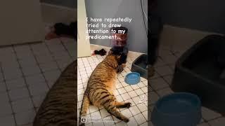 Dear Diary ‍⬛#cats #catsofyoutube #luckyshiny #shinythecat #luckythecat #gatos #deardiary