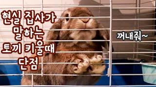 당신이 토끼를 키우면 안되는 이유 Why you shouldn't get rabbits