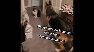 Kedi Köpek Arasında Gerginlik - KONUŞTULAR 