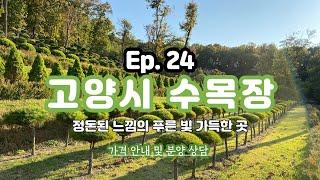 Ep.24 고양시 일산 수목장ㅣ서울에서 20분ㅣ깔끔하게 정돈된 선택지 많은 수목장(가격안내_박혜수 01088078011)