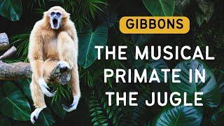 The Musical Gibbons: Why Are Gibbons the Most Musical Primate in the Animal Kingdom?