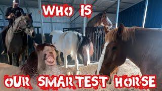 Who Is Our Smartest Horse?
