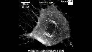Cells in Action: Mitosis in Human Mesenchymal Stem Cells (MSCs)