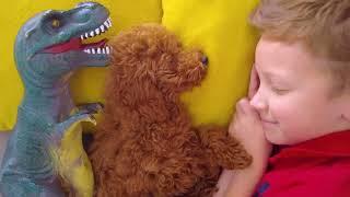 Sleepy Leo is tucking in his dinosaur and his playful dog