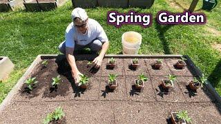 Planting the Tomato Garden with Peppers and Basil