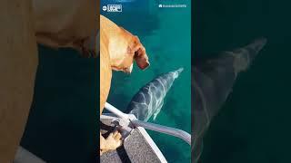 Dog and dolphin form friendship