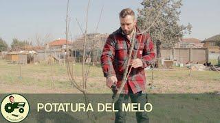 La potatura del MELO - Il contadino Nick