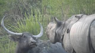 Wild Buffalo and Rhino Face to face Kaziranga