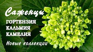 Саженцы гортензий, кальмий, камелий. Качество посадочного материала