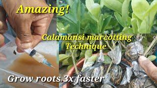 How to marcot calamansi, the easiest way