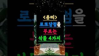 로또 당첨을 부르는 용띠의 비밀 식물 4가지 #용띠운세 #로또당첨 #식물풍수
