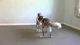 5 Different Dog Hugs   Dogmantics  Dog Training