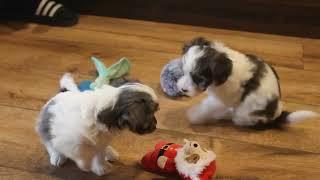 Havanese Puppies For Sale