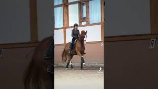 Pferdeliebe  #pferdeliebe #pferdetraining #stallleben #shorts Inleobo