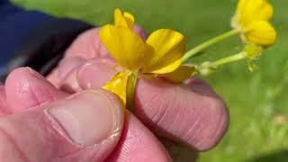 Goldilocks with John Feehan, Wildflowers of Offaly series