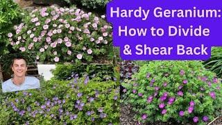 HARDY GERANIUM: How to Divide & Shear Back for more Flowers