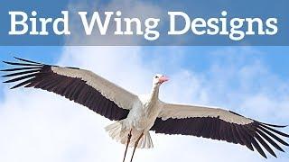 Bird Wing Shapes - How Birds Fly