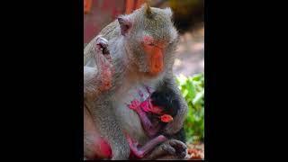 Mom monkey giving milk her newborn baby #monkey