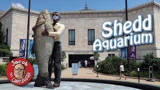 Shedd Aquarium - Chicago, IL