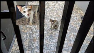I saw a kitten, pacing outside the gate@lilyivo