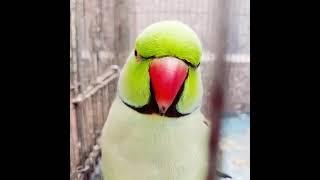 Smart Talking Parrots  - Funny Animals Video | Pets Town 