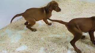 Vizsla pups te koop - chiots à vendre