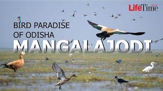 Exploring Mangalajodi | Migratory Birds Heaven in Odisha | Bird Sanctuary in Chilika Lake