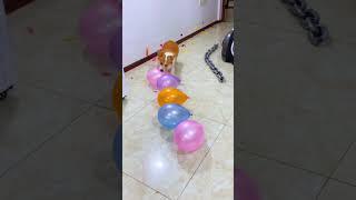 omg! dog playing with balloon