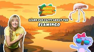 Flamingo Facts